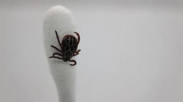 Dangerous disease carrier bloodsucker tick on a cotton swab. video