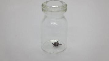 Bloodsucker tick crawls at the bottom of a glass vessel. video