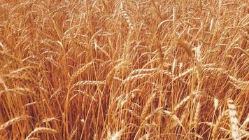 Golden ears of ripe wheat swaying. video