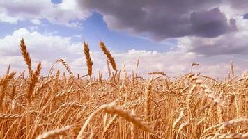 d'oro orecchie di maturo Grano ondeggiare contro il nuvoloso cielo. video