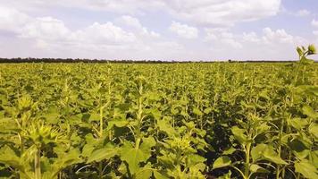 agricolo campo con chiuso acerbo giovane girasoli. video