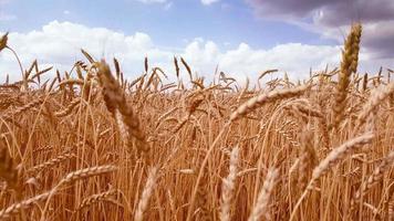 giallo orecchie di maturo Grano ondeggiare contro il nuvoloso cielo. video