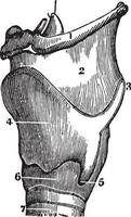 A Side View of the Cartilages of the Larynx, vintage illustration vector