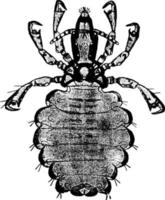 Hog Louse, vintage illustration. vector