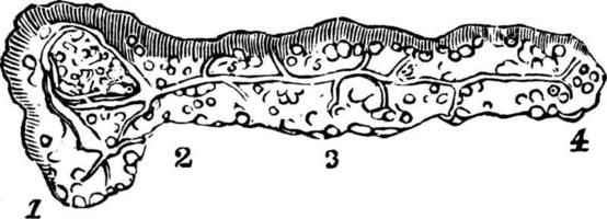 Pancreas, vintage illustration. vector