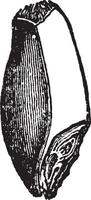 ilustración vintage de grano de trigo. vector