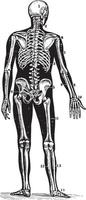 vista trasera de un esqueleto humano, ilustración antigua. vector