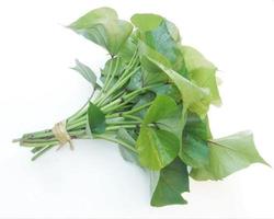 branch of sweet potato leaves Belacan Yam Leaf photo