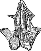 Cranium of the Common Mudpuppy, Dorsal View, vintage illustration. vector