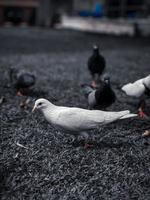 White pigeon in garden. photo