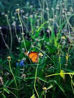 Butterfly on a flower. photo
