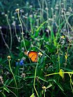 Mariposa sobre una flor. foto