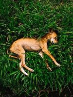 Dog lying on grass. photo