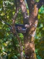 Squirrel on a tree. photo