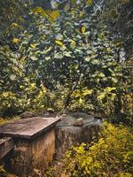 pozo abandonado en la selva. foto