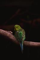 Budgerigar alone sitting on a branch photo