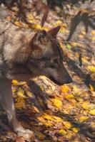 lobo gris - canis lupus - en el bosque mezclándose con el medio ambiente foto