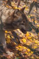 Gray wolf - Canis lupus - in the forest blending in with the environment photo