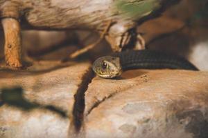 serpiente montpellier calentándose al sol sobre una roca foto