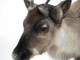 Close up brown Reindeer, eye reflected human, portrait in the white snow Sami Finland, Lapland Scandinavia, Animal in Winter season with copy space photo