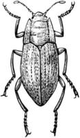 Elmis Beetle, vintage illustration. vector