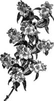 Flowering Branch of Philadelphus Gordonianus vintage illustration. vector