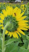 Bienen auf einer Sonnenblume video