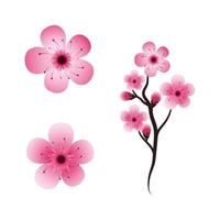 icono de vector de flor de belleza de sakura