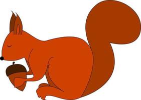 Squirrel with acorn nut, vector or color illustration.