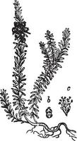 Crowberry vintage illustration. vector