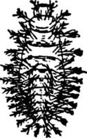 escarabajo de calabaza, ilustración vintage. vector