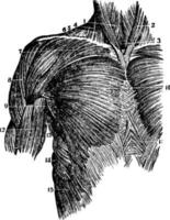 músculos del tronco superior, ilustración vintage. vector