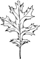 Scarlet Oak Leaf vintage illustration. vector