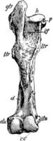 Posterior View of Left Femur of Horse, vintage illustration. vector