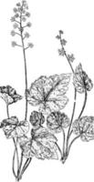 False Mitrewort and Naked Mitrewort vintage illustration. vector