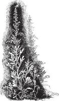 Artemisia Stelleriana vintage illustration. vector