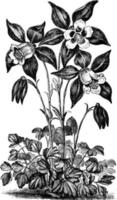 Aquilegia Glandulosa Flower vintage illustration. vector