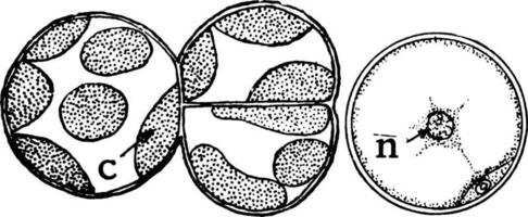 pleurococcus cloroplasto chaetophoraceae, ilustración vintage vector