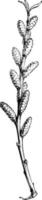 Flowering Branch of Myrica Gale vintage illustration. vector