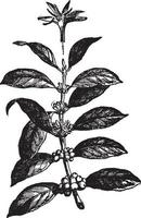 Coffee Plant vintage illustration. vector