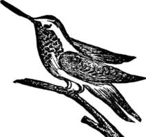 Hummingbird, vintage illustration. vector