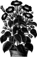 Gloxinia Gesneroides vintage illustration. vector