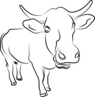Cerrar boceto de vaca, ilustración, vector sobre fondo blanco.
