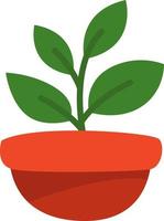 Rubber tree plant in pot, illustration, vector on a white background.