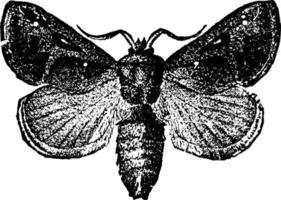 Moth or Empretia stinulea, vintage illustration. vector