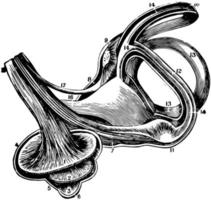 el laberinto del oído interno, ilustración antigua. vector