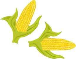 Yellow maize ,illustration, vector on white background.