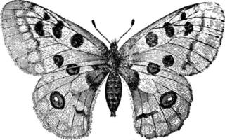 Apollo Butterfly or Parnassius Apollo or Apollo Mountain Apollo, vintage illustration. vector