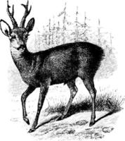 Roebuck, vintage illustration. vector