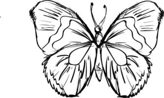 Butterfly drawing, illustration, vector on white background.